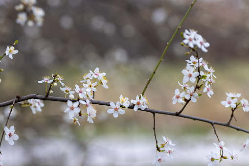 The beautiful spring view with the colorful flowers blooming in the wild field in spring