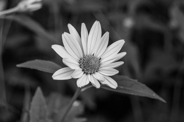 istock Fine wild growing flower aster false sunflower on background meadow 1480008064