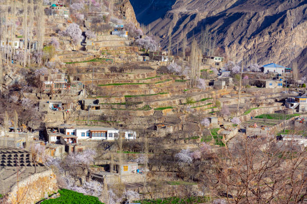 istock spring landscape photos , blossom trees and mountains in background 1480010480