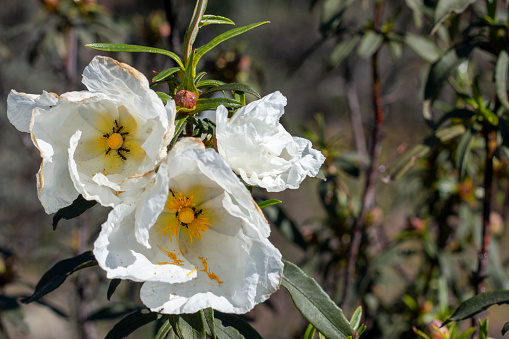 Jara flower, either white or with its \