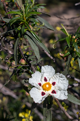 Jara flower, either white or with its 