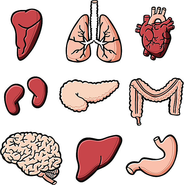 внутренние органы человека - healthcare and medicine human heart abdomen human spine stock illustrations