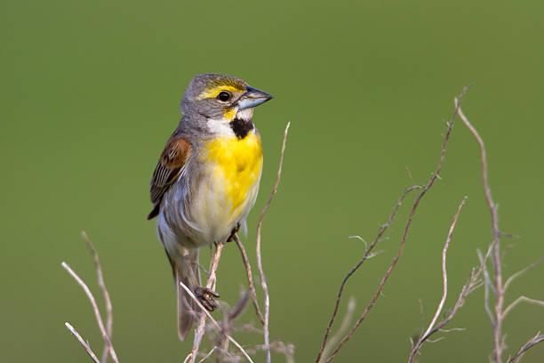 Dickcissel stock photo