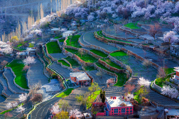 istock spring landscape photos , blossom trees and mountains in background 1480010762