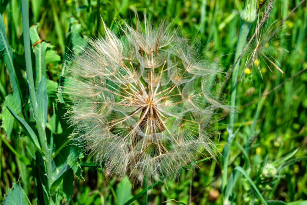 istock Beautiful wild growing flower seed dandelion on background meadow 1480016328