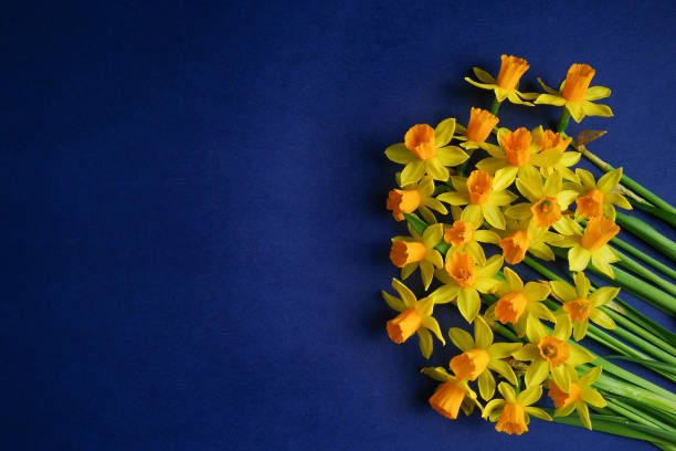 istock Spring composition. Yellow flowers daffodil on blue background. Mother's day concept. 1480017859