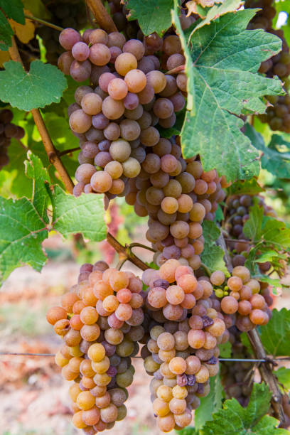istock Grapes on the Vine of grape trees 1480017976