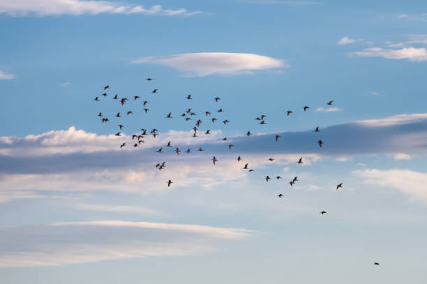 istock flock of birds at yellowstone 1480018519