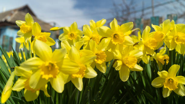 istock A field of yellow daffodils on a sunny day 1480018554