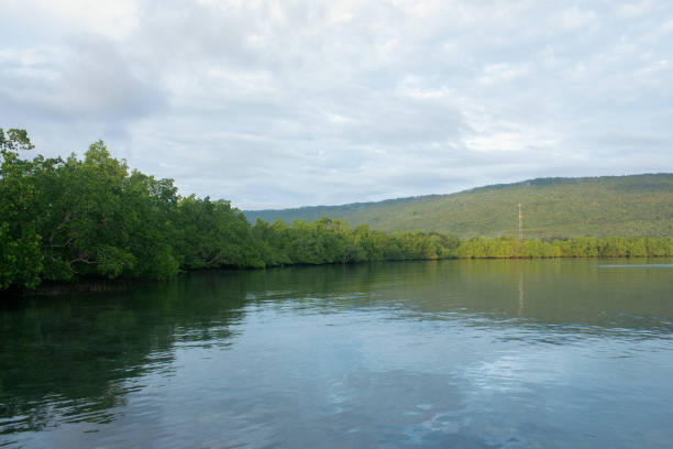 istock Mangroves forest in the coast. 1480018555