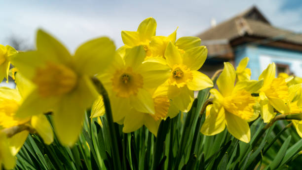 istock A field of yellow daffodils on a sunny day 1480018561