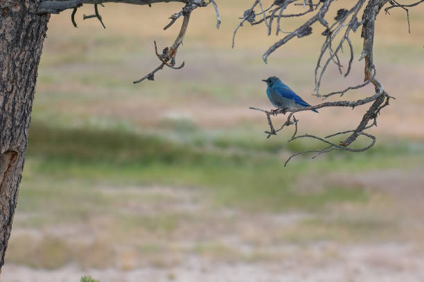 istock bluebird on a branch at yellowstone 1480018574