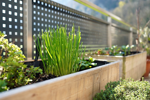 parsley, sage, thyme, mint and chives grow in a wooden self built raised bed on a terrace
