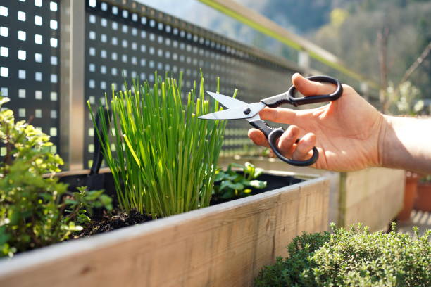 istock cutting chives from a herbal bed on a balcony garden 1480021143