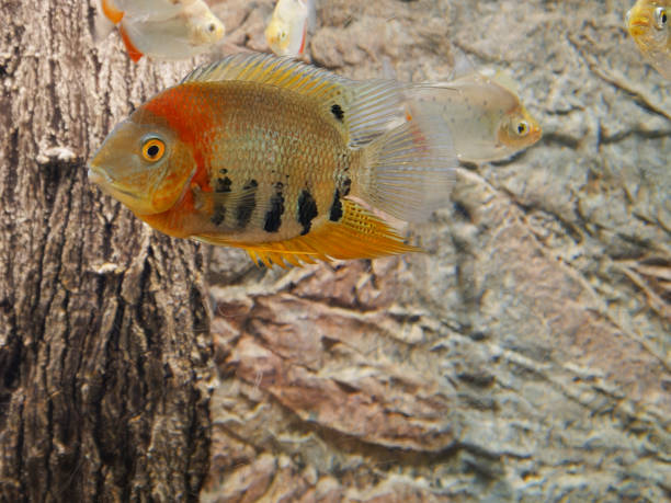 istock Red Shoulder Severum (Heros efasciatus) is a beautiful ornamental fish from Amazon river basin 1480023007
