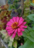 sch%C3%B6ne-rosa-blume.jpg?b=1&s=170x170