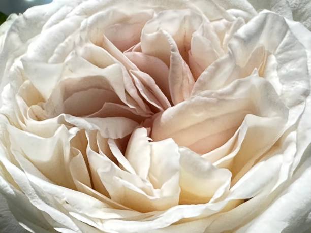 istock Close up to white rose 1480024995