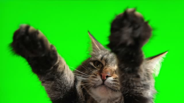 Tabby cat on green screen isolated with chromakey, real shot. Close-up portrait of angry cat hissing and raising up two paws on the green screen. Feline with open mouth, muzzle close up. Says meow.