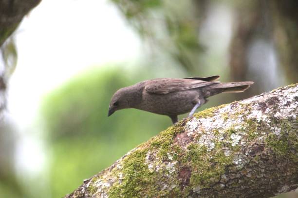istock bird chupi molothrus bonariensis 1480026044