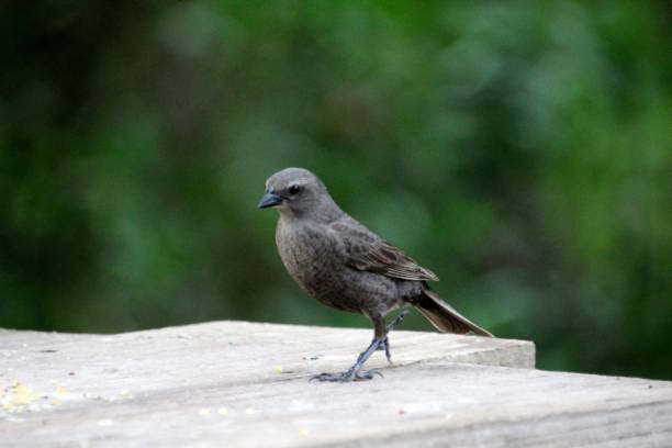 istock bird chupi molothrus bonariensis 1480026102