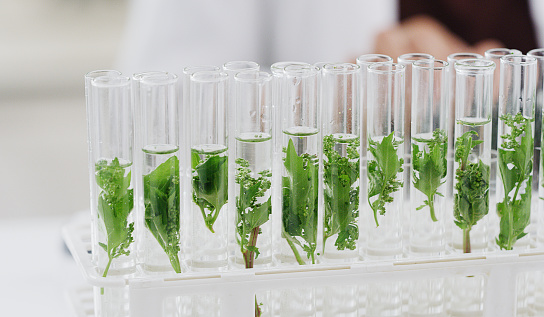 Scientist picking up sample plants in test tube. Concept of botanical, chemistry, ecology and biology laboratory. Environmental and sustainability green energy experiment research. Medical glassware