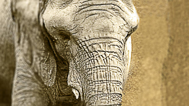 istock Elephant - Tree Area - Garden - Forest - Wildlife - Nature - Sepia Toned 1480026565