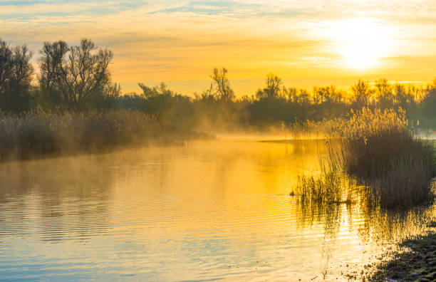 Reed along the edge of a foggy lake under a blue sky in sunlight at sunrise in winter stock photo