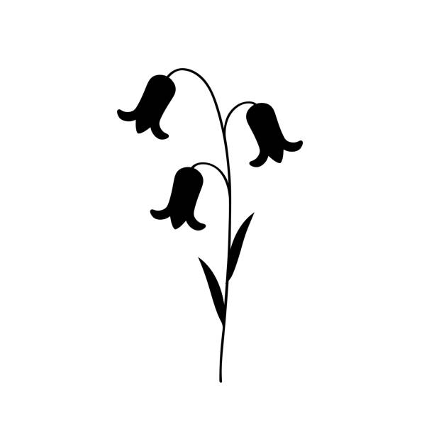 bildbanksillustrationer, clip art samt tecknat material och ikoner med silhouette of blooming bluebell.  flower. illustration of bellflower. floral element. - bluebell