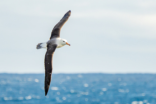Wandering albatross (Diomedea exulans) - the bird with the largest wingspan in the world soars over the blue sea in gliding flight
