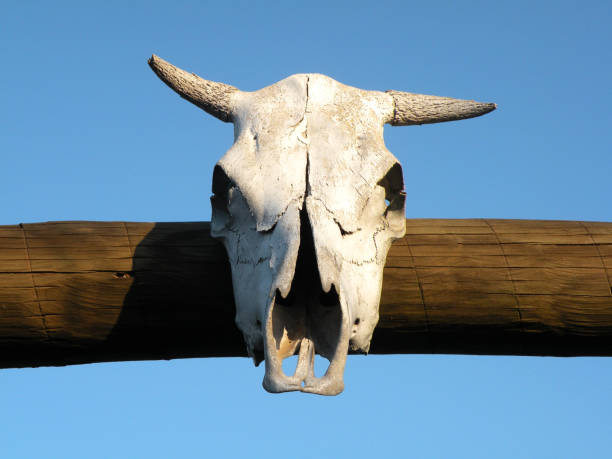 istock Cattle skull placed on wooden gate in rural area 1480027904