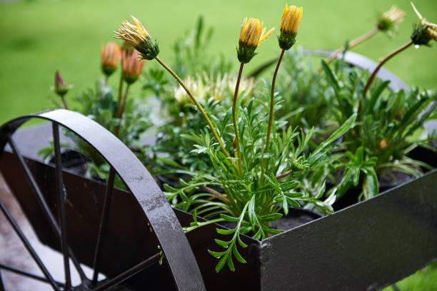 istock Wet yellow flowers in pots stenting on the wheelbarrows 1480032511