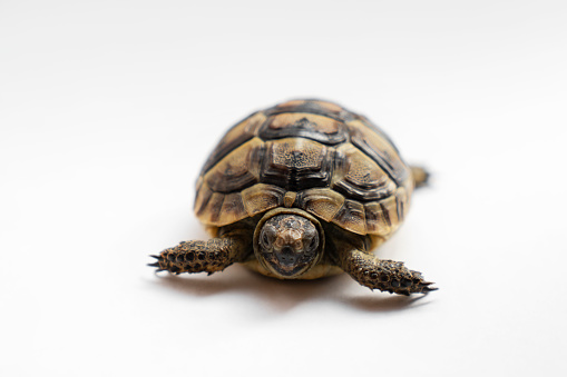 Turtle (Testudo hermanni) on white background