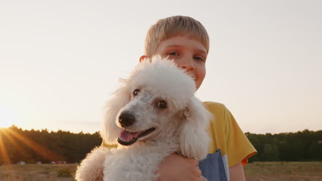 Pet care. Portrait of happy boy face with dog poodle holding him in arms smiling against background of field sunset in summer on vacation. Friend family. Holiday. Freedom. Lifestyle