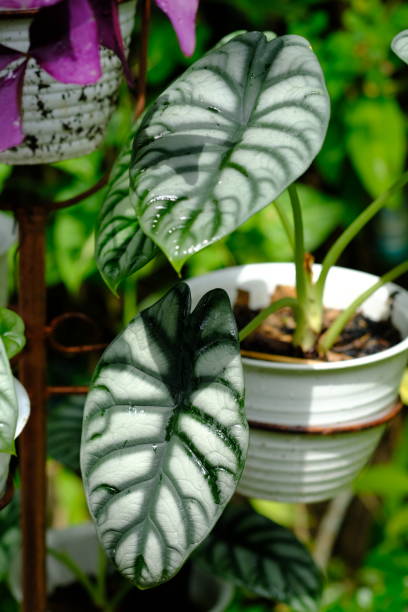 istock Alocasia Silver Dragon in the Pot 1480038589