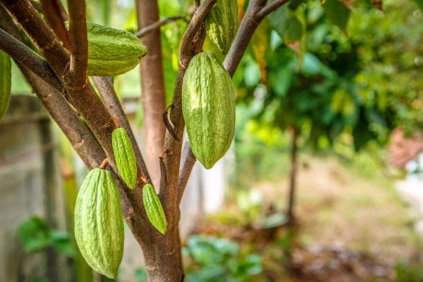 istock Fresh green un-harvested cacao pods,Raw green cacao at cocoa tree 1480038678