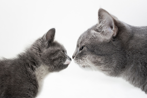 Cute kitten and adult cat look at each other closely, isolated on white background, close up. Sniffing cats. Acquaintance of domestic cats. Portrait of a cat in profile, side view. Friendship of cats.