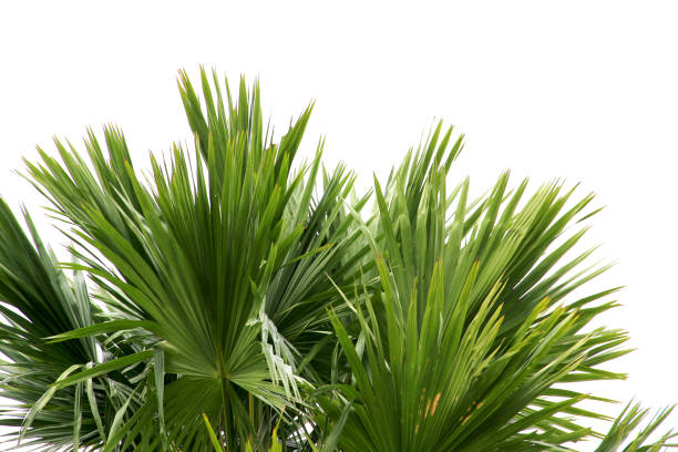 istock green coconut leaf or tree branch isolated on white background with clipping path.Selection focus. 1480039757