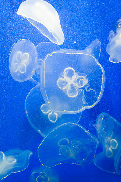 cross jellyfish in Seoul Coex Oceanarium cross jellyfish in Seoul Coex Oceanarium seoul zoo stock pictures, royalty-free photos & images