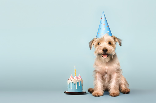 Happy cute scruffy dog celebrating with birthday cake and party hat, blue background with copy space to side