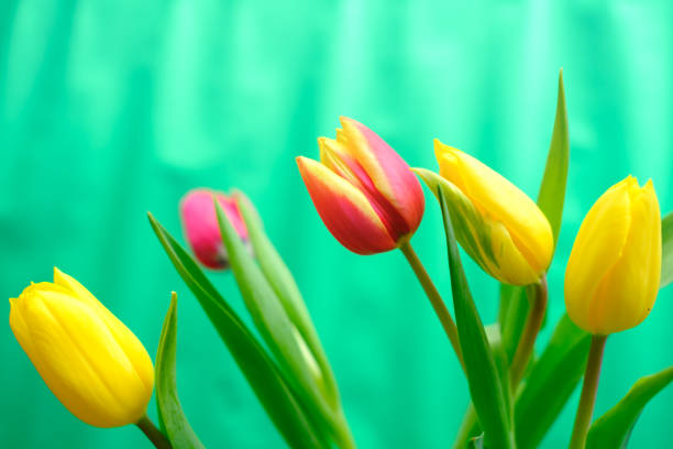 Bouquet of spring tulips on a bright green background. Festive composition for Mother's Day