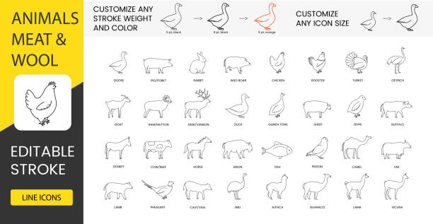 arten von fleisch und tieren, die wolle geben, satz von liniensymbolen in vektor, gans und schwein, schwein und kaninchen, wildschwein und huhn, hahn und truthahn, ziege und widder, hammelfleisch und ente. bearbeitbarer strich. - hase wildfleisch stock-grafiken, -clipart, -cartoons und -symbole