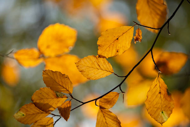 folhas douradas de outono iluminadas para trás - travel nature back lit rural scene - fotografias e filmes do acervo