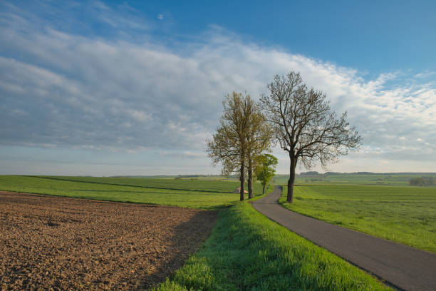 A line of trees follows a road that cuts through a vast green field. The landscape showcases the simplicity and beauty of rural scenery with vibrant green grass and neatly spaced trees.