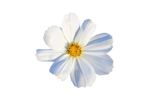 istock cosmos flower isolated on white background with clipping path. 1480043376