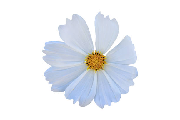istock cosmos flower isolated on white background with clipping path. 1480043818