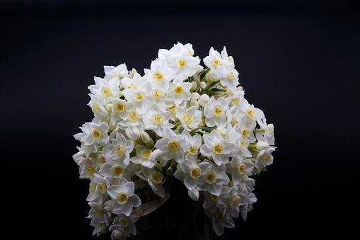 beautiful bouquet of Narcissus papyraceus, white daffodils isolated on black background in hard light.