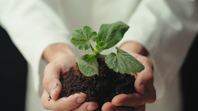 Biologist Hands Holding Plant Seedling