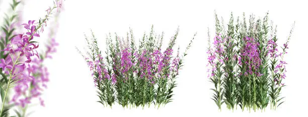 Fireweed (Epilobium Angustifolium) plant with purple flowers isolated on white background. 3D render. 3D illustration.