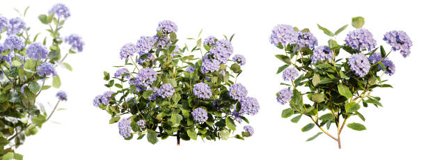 hydrangea bushes in blossom isolated on white background. 3d render. - hydrangea gardening blue ornamental garden imagens e fotografias de stock