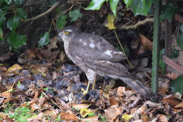 Sparrow Hawk A female sparrow hawk in the wild having just caught a pigeon. galapagos hawk stock pictures, royalty-free photos & images